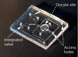 Graphical abstract: Rapid fluidic exchange microsystem for recording of fast ion channel kinetics in Xenopusoocytes