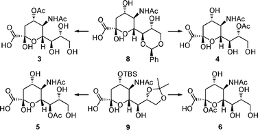 Graphical abstract: Synthesis of the complete series of mono acetates of N-acetyl-d-neuraminic acid