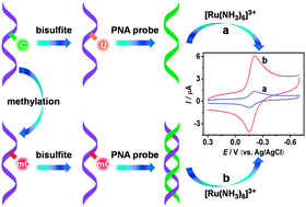 Graphical abstract: Picomolar level profiling of the methylation status of the p53 tumor suppressor gene by a label-free electrochemical biosensor