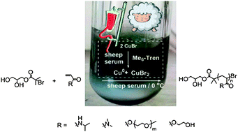 Graphical abstract: Copper-mediated controlled radical polymerization under biological conditions: SET-LRP in blood serum