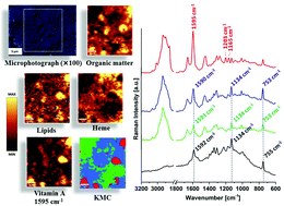 Graphical abstract: Raman spectroscopic studies of vitamin A content in the liver: a biomarker of healthy liver