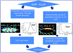 Graphical abstract: Understanding the pathway of antibacterial activity of copper oxide nanoparticles