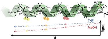 Graphical abstract: Flaws in foldamers: conformational uniformity and signal decay in achiral helical peptide oligomers