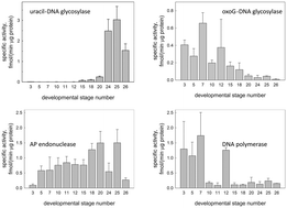 Graphical abstract: Base excision DNA repair in the embryonic development of the sea urchin, Strongylocentrotus intermedius