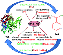 Graphical abstract: Exploring the thermodynamics and conformational aspects of nicotinic acid binding with bovine serum albumin: a detailed calorimetric, spectroscopic and molecular docking study