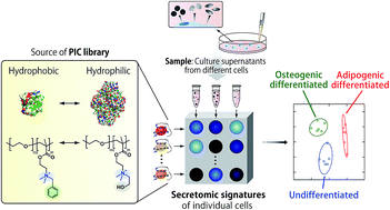 Graphical abstract: A polyion complex sensor array for markerless and noninvasive identification of differentiated mesenchymal stem cells from human adipose tissue