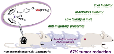 Graphical abstract: Heterometallic titanium–gold complexes inhibit renal cancer cells in vitro and in vivo