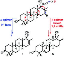 Graphical abstract: Biosynthetic insights provided by unusual sesterterpenes from the medicinal herb Aletris farinosa