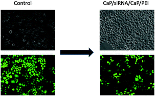 Graphical abstract: Gene silencing of the pro-inflammatory cytokine TNF-α with siRNA delivered by calcium phosphate nanoparticles, quantified by different methods