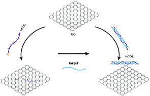 Graphical abstract: A highly specific graphene platform for sensing collagen triple helix