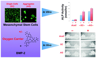 Graphical abstract: Environmental manipulation to promote stem cell survival in vivo: use of aggregation, oxygen carrier, and BMP-2 co-delivery strategies