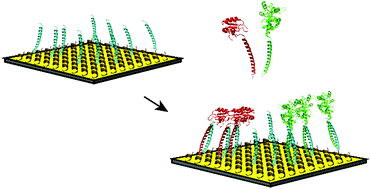 Graphical abstract: An integrated, peptide-based approach to site-specific protein immobilization for detection of biomolecular interactions