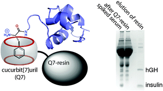 Graphical abstract: Predictive recognition of native proteins by cucurbit[7]uril in a complex mixture