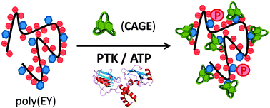 Graphical abstract: Supramolecular protection from the enzymatic tyrosine phosphorylation in a polypeptide