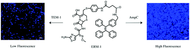 Graphical abstract: Enzyme-responsive reporter molecules for selective localization and fluorescence imaging of pathogenic biofilms