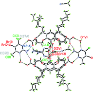 Graphical abstract: Ethylene-bridged asymmetric cavitands as building blocks for supramolecular polymers and capsules