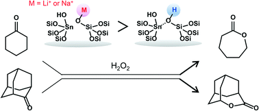 Graphical abstract: Modification of Sn-Beta zeolite: characterization of acidic/basic properties and catalytic performance in Baeyer–Villiger oxidation