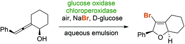 Graphical abstract: Enzymatic halocyclization of allenic alcohols and carboxylates: a biocatalytic entry to functionalized O-heterocycles