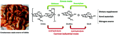 Graphical abstract: Highly efficient and selective biocatalytic production of glucosamine from chitin