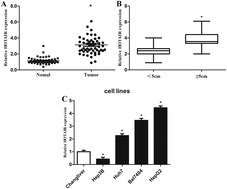 Graphical abstract: The long noncoding RNA HOTAIR activates autophagy by upregulating ATG3 and ATG7 in hepatocellular carcinoma