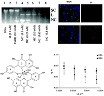 Graphical abstract: Cell cytotoxicity and serum albumin binding capacity of the morin–Cu(ii) complex and its effect on deoxyribonucleic acid