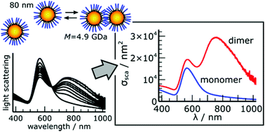 Graphical abstract: Optical extinction and scattering cross sections of plasmonic nanoparticle dimers in aqueous suspension