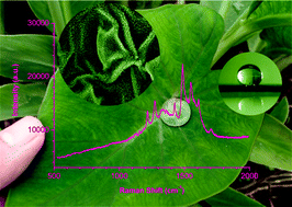 Graphical abstract: Superhydrophobic SERS chip based on a Ag coated natural taro-leaf