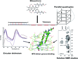 Graphical abstract: Molecular recognition of parallel quadruplex [d-(TTGGGGT)]4 by mitoxantrone: binding with 1 : 4 stoichiometry leads to telomerase inhibition