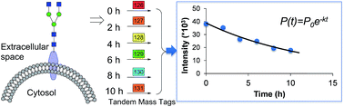 Graphical abstract: Quantitative investigation of human cell surface N-glycoprotein dynamics