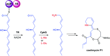 Graphical abstract: Thioester reduction and aldehyde transamination are universal steps in actinobacterial polyketide alkaloid biosynthesis