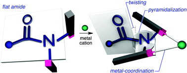 Graphical abstract: Pyramidalization/twisting of the amide functional group via remote steric congestion triggered by metal coordination