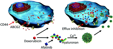 Graphical abstract: Overcoming ABCG2-mediated multidrug resistance by a mineralized hyaluronan–drug nanocomplex