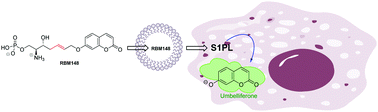Graphical abstract: The first fluorogenic sensor for sphingosine-1-phosphate lyase activity in intact cells