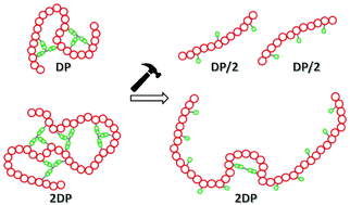 Graphical abstract: The effect of intramolecular cross links on the mechanochemical fragmentation of polymers in solution