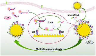 Graphical abstract: Sensitive detection of intracellular microRNA based on a flowerlike vector with catalytic hairpin assembly