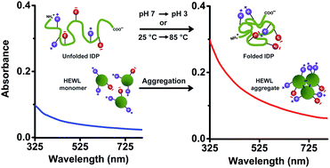 Graphical abstract: Protein charge transfer absorption spectra: an intrinsic probe to monitor structural and oligomeric transitions in proteins