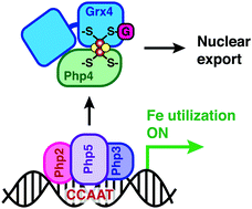 Graphical abstract: Schizosaccharomyces pombe Grx4 regulates the transcriptional repressor Php4 via [2Fe–2S] cluster binding