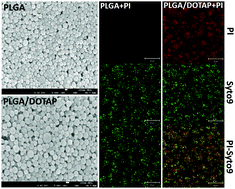 Graphical abstract: A programmable lipid-polymer hybrid nanoparticle system for localized, sustained antibiotic delivery to Gram-positive and Gram-negative bacterial biofilms