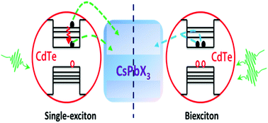 Graphical abstract: All-inorganic perovskite nanocrystal assisted extraction of hot electrons and biexcitons from photoexcited CdTe quantum dots