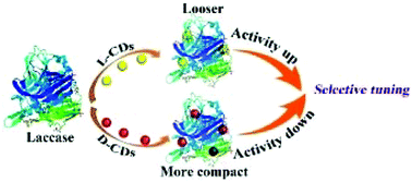 Graphical abstract: Chiral evolution of carbon dots and the tuning of laccase activity