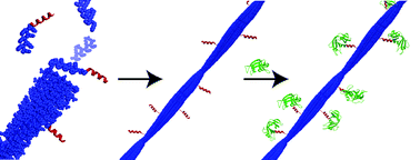 Graphical abstract: Display of functional proteins on supramolecular peptide nanofibrils using a split-protein strategy