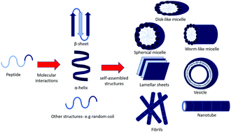 Graphical abstract: Self-assembly of bioactive peptides, peptide conjugates, and peptide mimetic materials