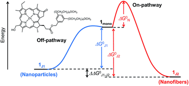 Graphical abstract: Pathway complexity in the self-assembly of a zinc chlorin model system of natural bacteriochlorophyll J-aggregates