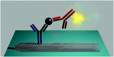 Graphical abstract: Highly sensitive electrochemiluminescence detection of a prostate cancer biomarker