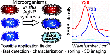 Graphical abstract: Surface-enhanced Raman spectroscopy of microorganisms: limitations and applicability on the single-cell level