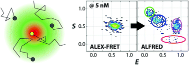 Graphical abstract: Incorporation of STED technique into single-molecule spectroscopy to break the concentration limit of diffusing molecules in single-molecule detection