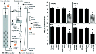 Graphical abstract: Removal of antibiotic resistance genes in an anaerobic membrane bioreactor treating primary clarifier effluent at 20 °C