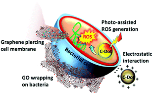 Graphical abstract: Graphene oxide and carbon dots as broad-spectrum antimicrobial agents – a minireview