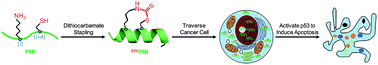 Graphical abstract: Dithiocarbamate-inspired side chain stapling chemistry for peptide drug design