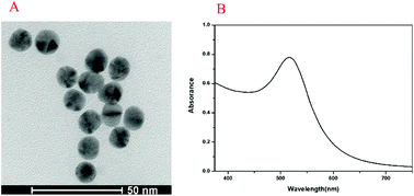 Graphical abstract: Rapid detection of Shiga toxin type II using lateral flow immunochromatography test strips of colorimetry and fluorimetry